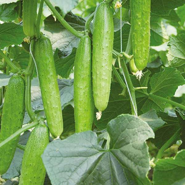 Cucumber Hybrid Sultan Vegetable Seeds